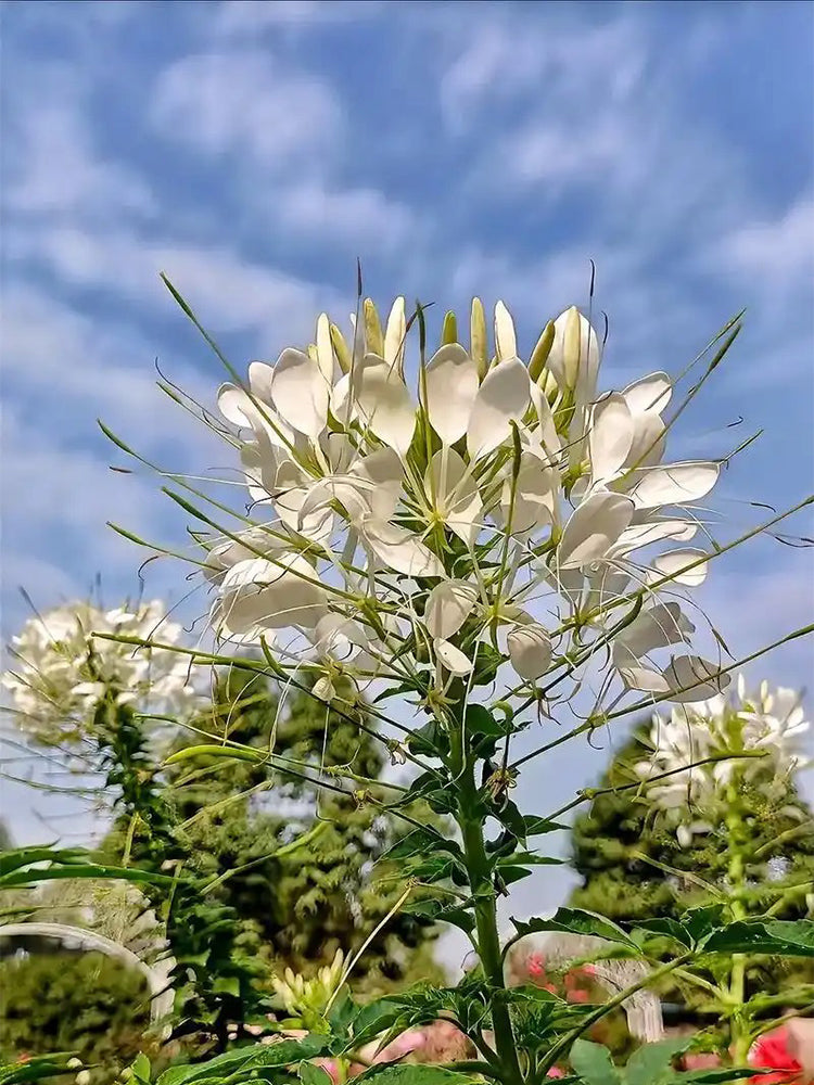 White Spider Flowers (Cleome houtteana)