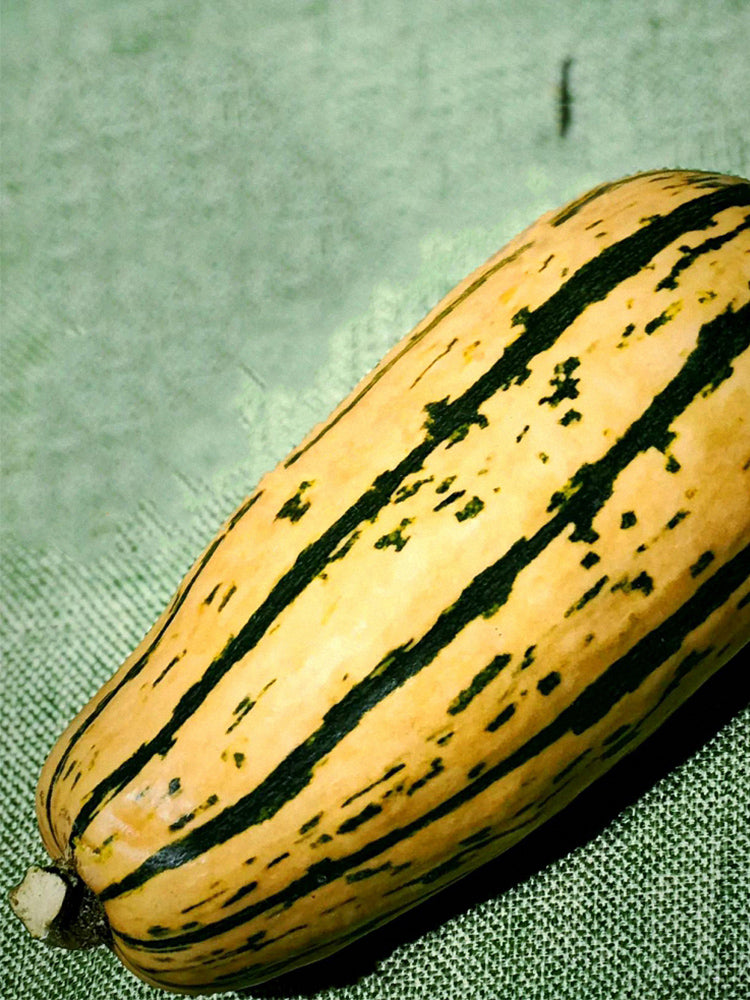 Honey Boat Delicata Squash