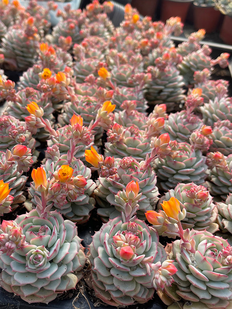 Echeveria derenbergii Captain Hay