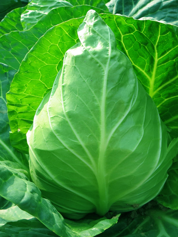 Pagoda Ox-heart Cabbage