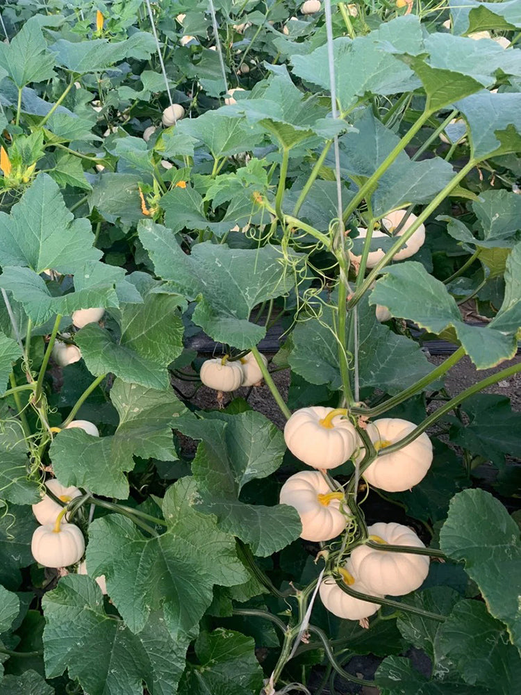 White Baby Pumpkin