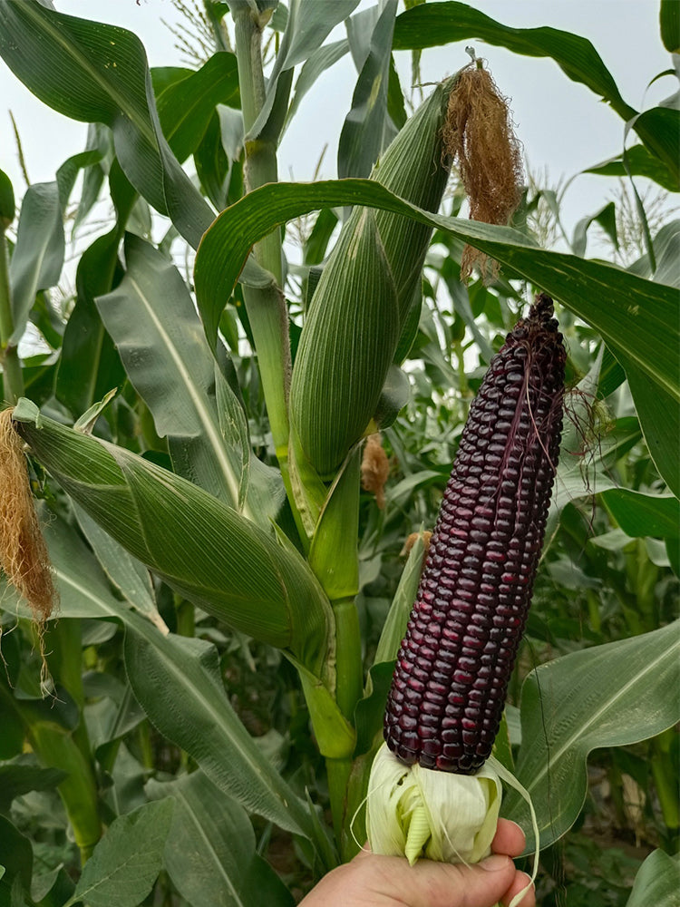 Black Sweet Waxy Corn No.7