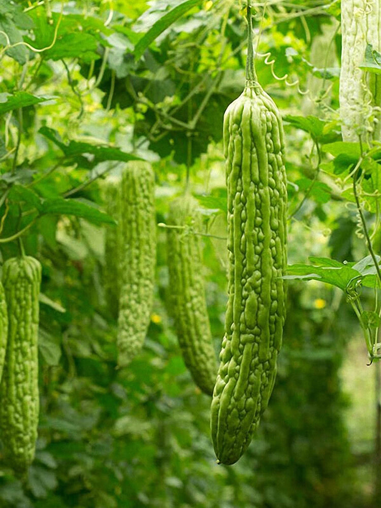 Green Dragon Bitter Melon