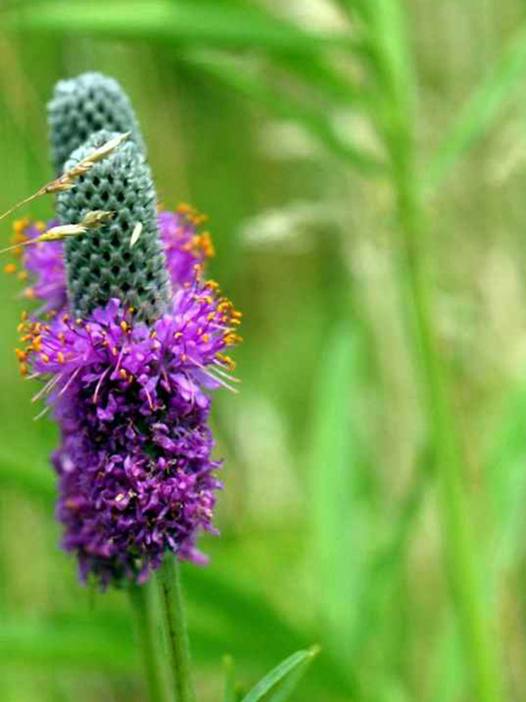 Purple Prairie Clover