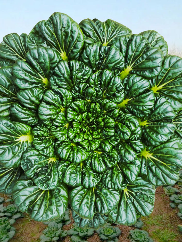 Flat Cabbage