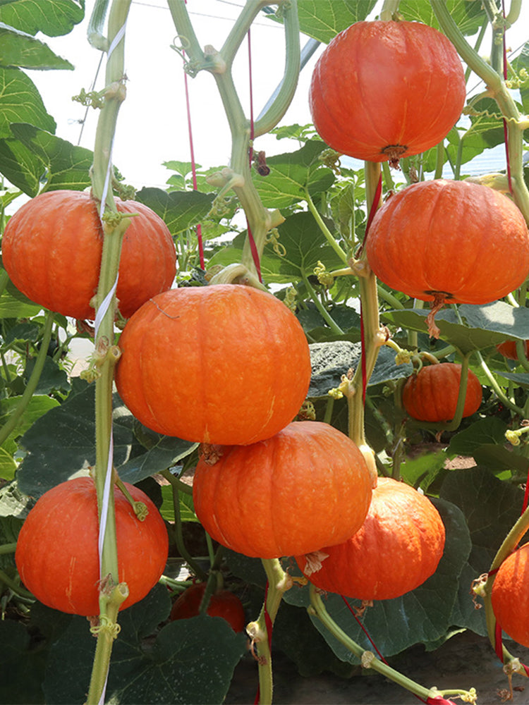 Golden Honey Pumpkin