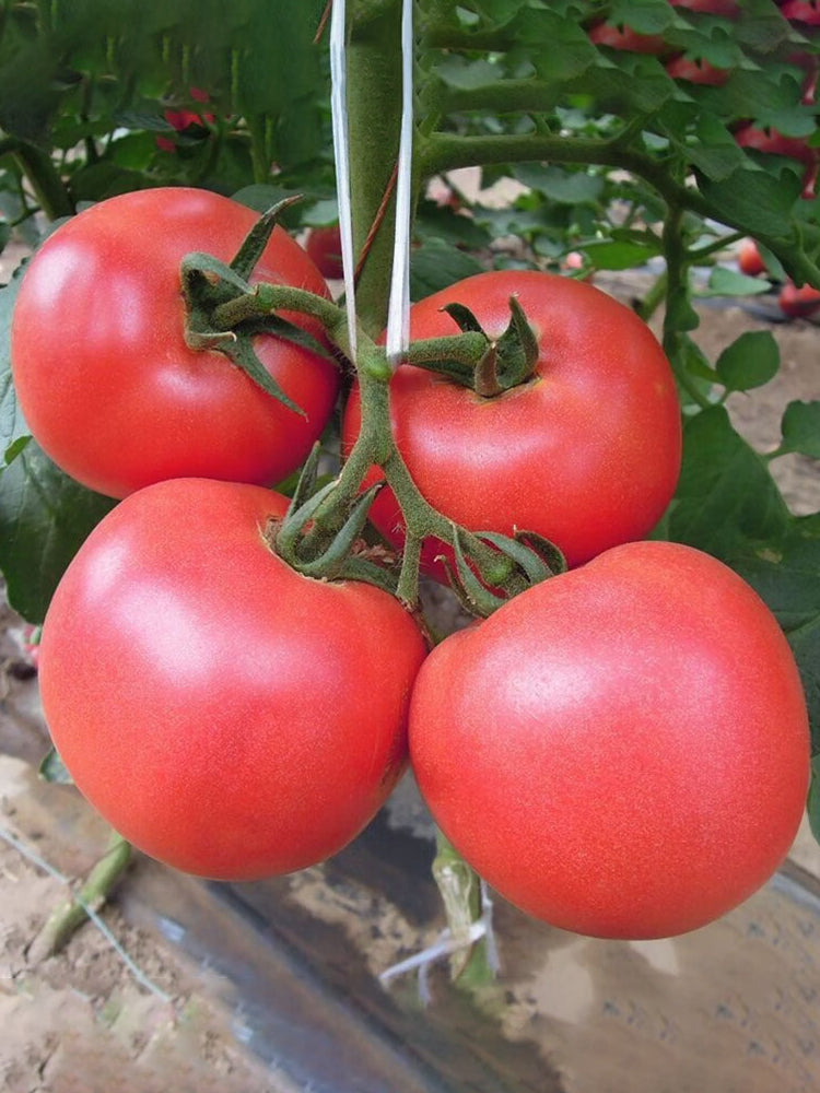 Jinpeng No.3 Tomato F1