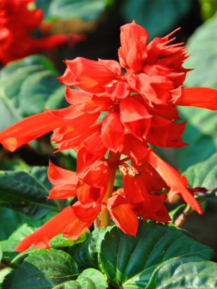Scarlet Sage (Salvia splendens)