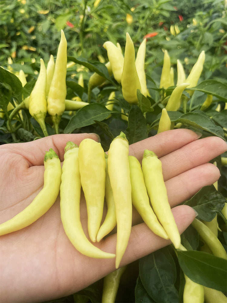 Yanjiao 528 Facing Heaven Peppers