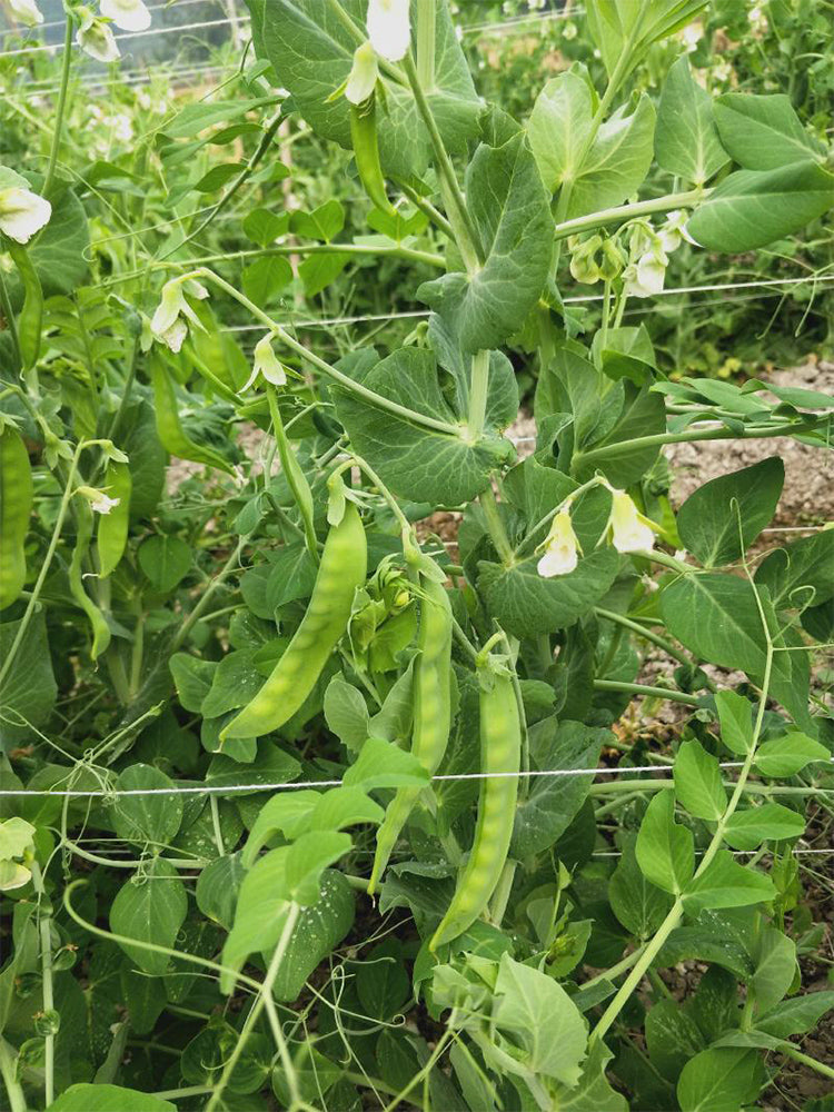 Large-Pod Snow Pea
