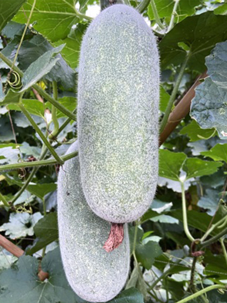 Taiwan Small Wax Gourds