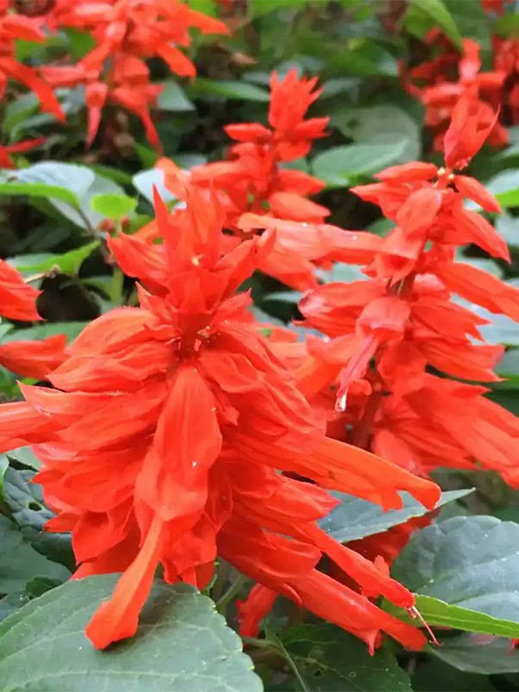 Scarlet Sage (Salvia splendens)