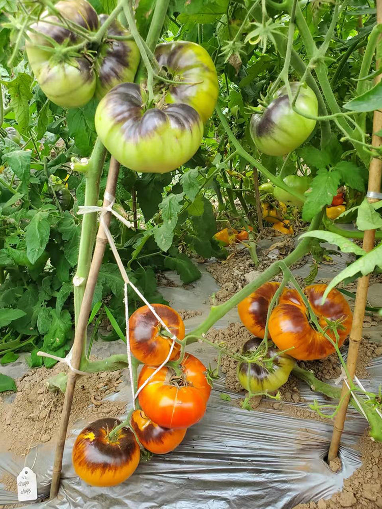 'Chupa Chups' Tomato