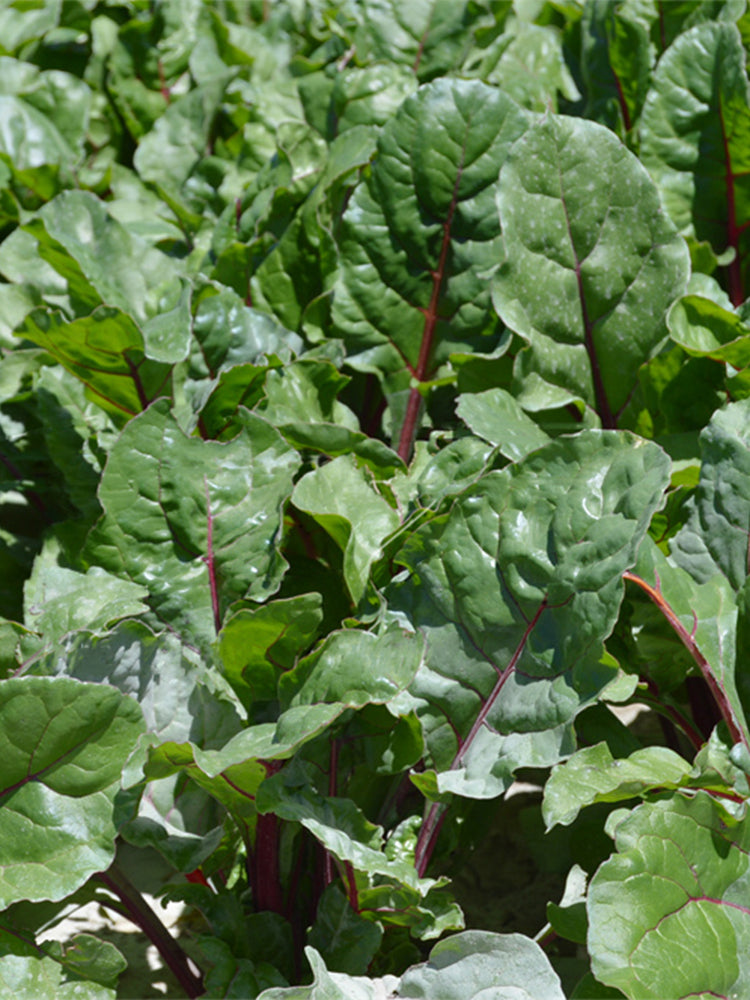 Red-stemmed Spinach
