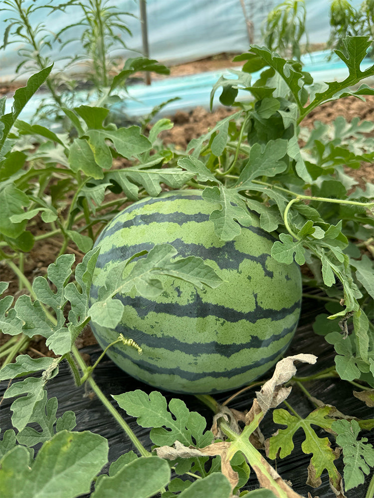 Rock Sugar Kirin No.1 Watermelon