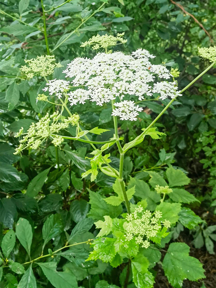Hemsley's Hogweed (Heracleum hemsleyanum Diels)