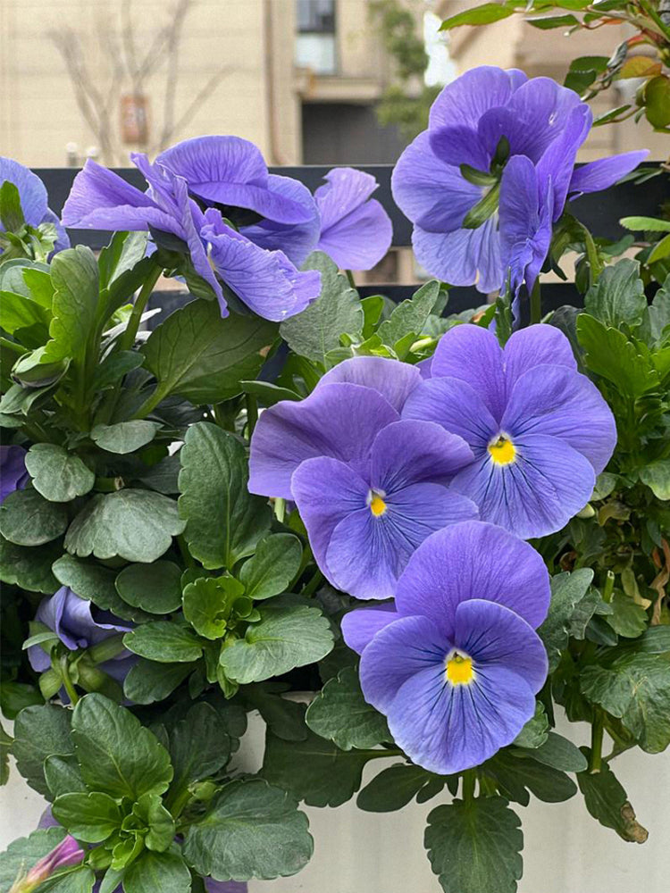 Super Bingo Series Blue Pansy (Viola × wittrockiana)