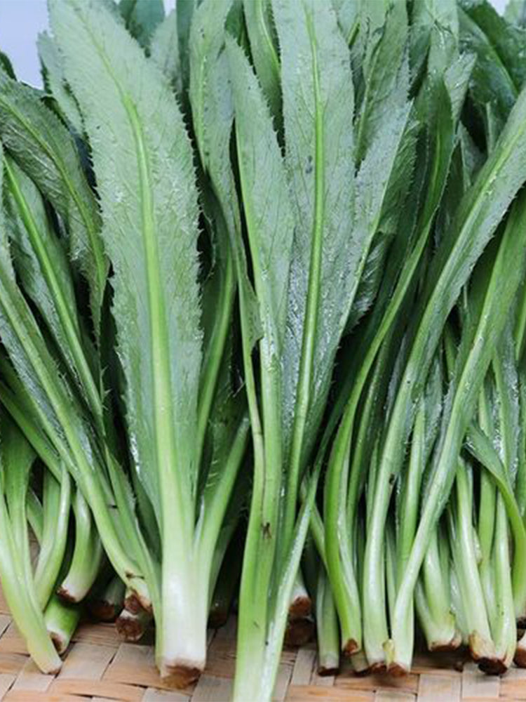 Sawtooth Coriander (Eryngium foetidum)