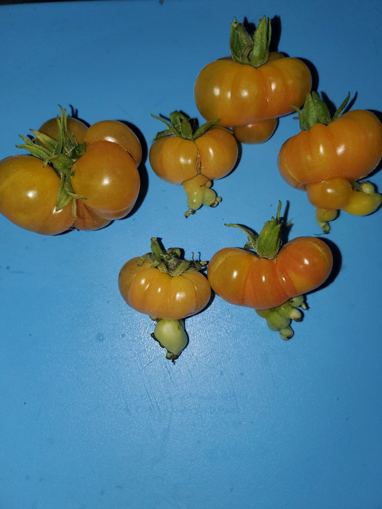 Dean's Chickie Cherry Tomato