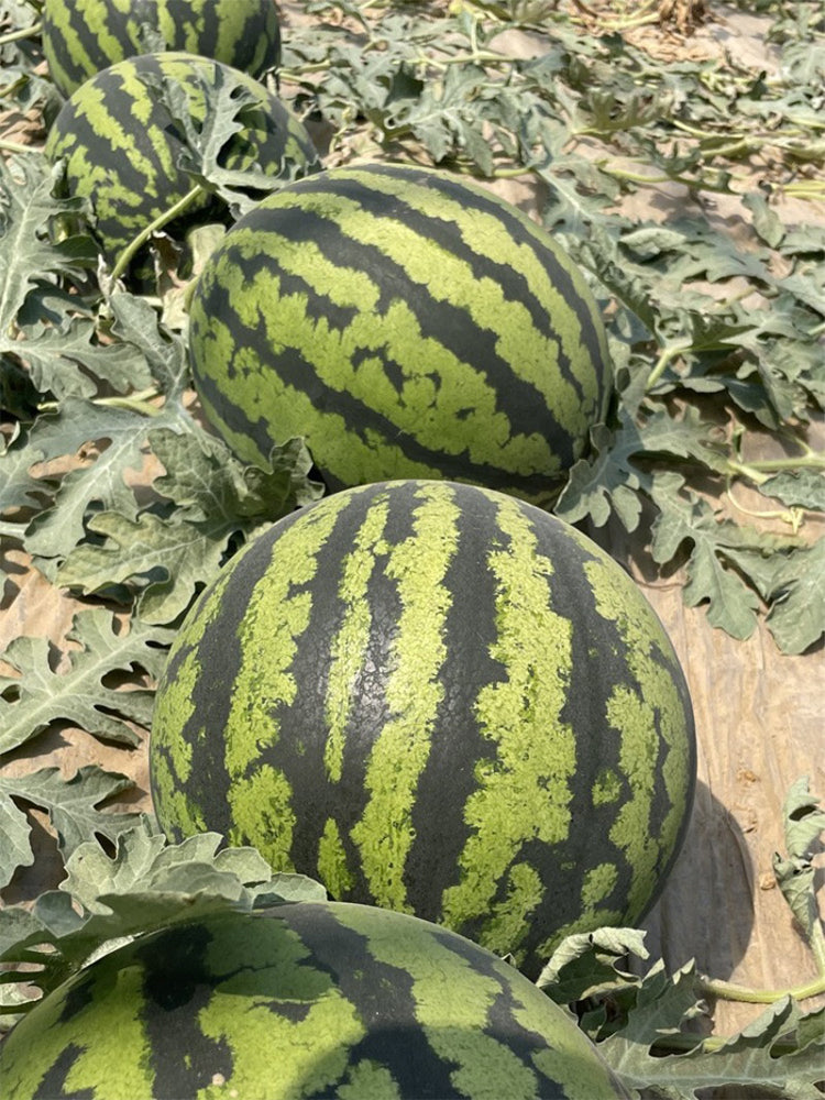 “Jinxiu Tianwang” Watermelons