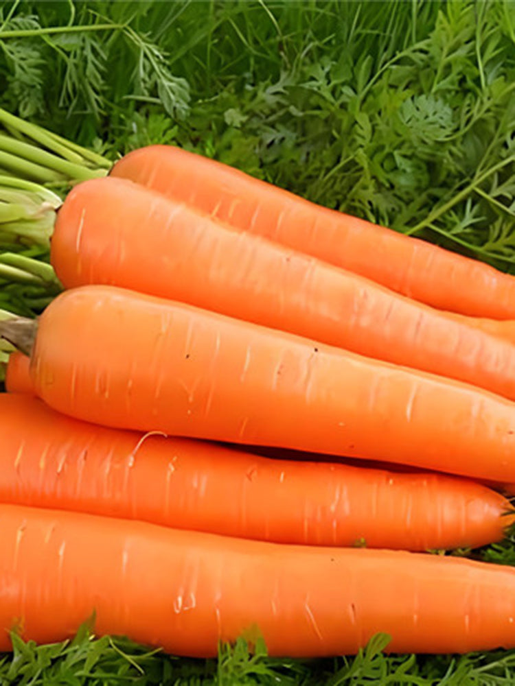 'Zhongyu 1870 F1' Carrot