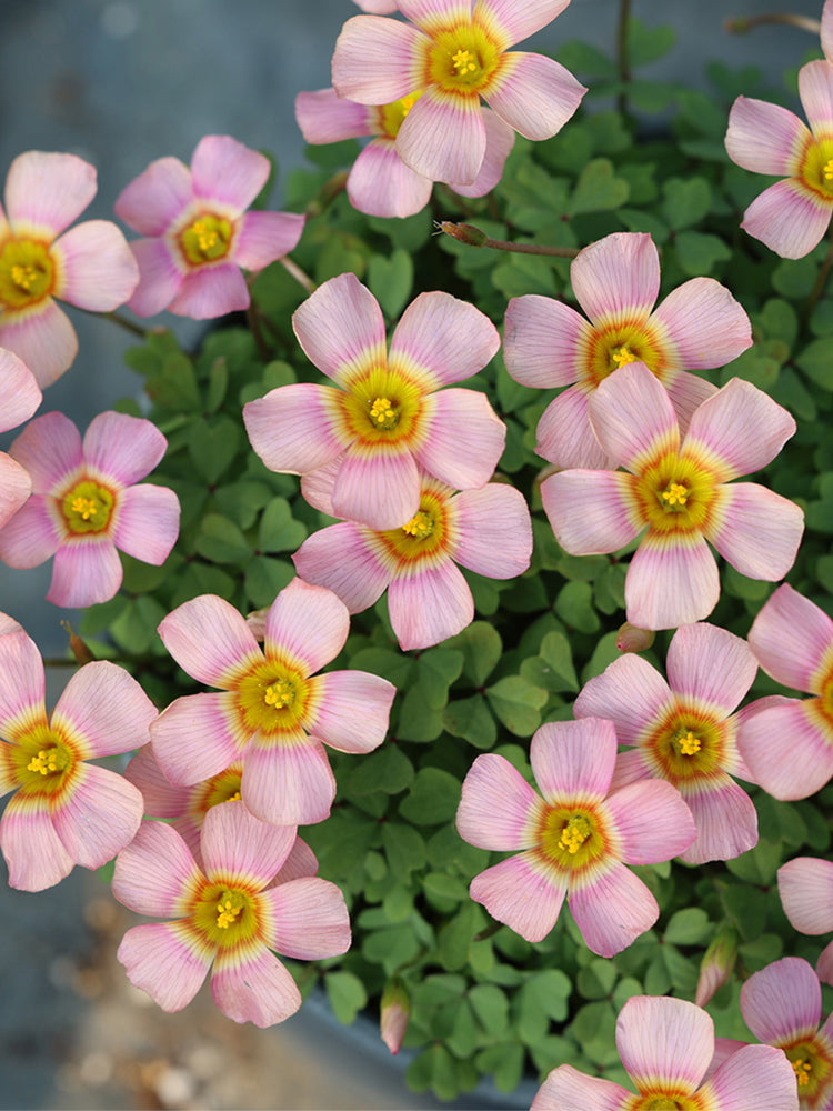 Oxalis obtusa Series Bulb - 'Echo'