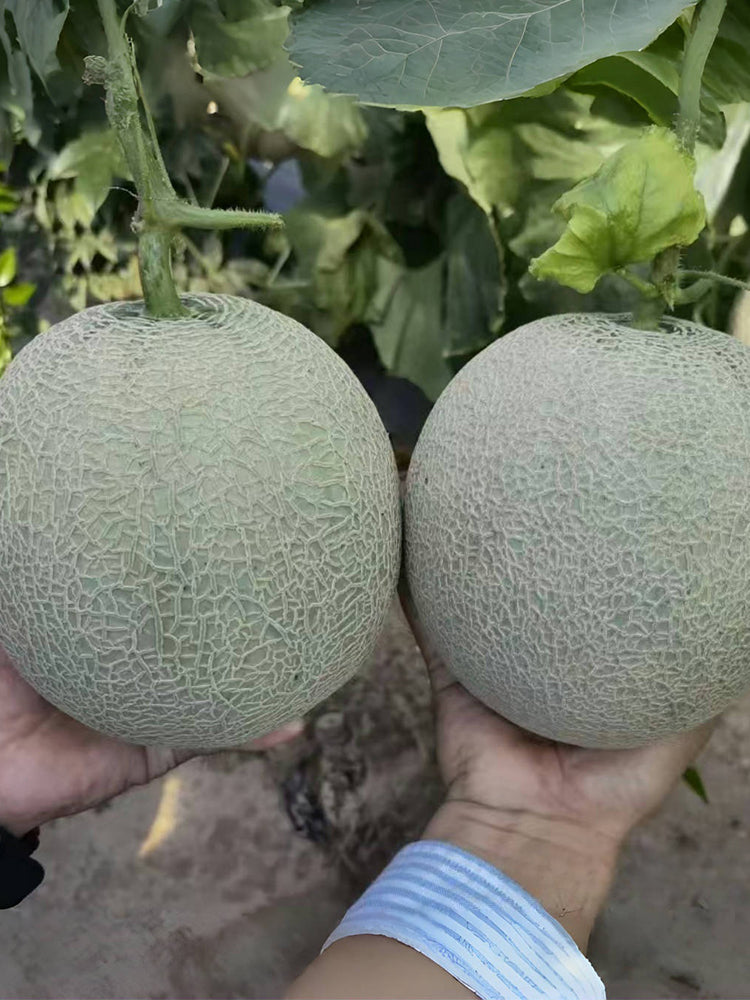 Dumi 101 Muskmelons