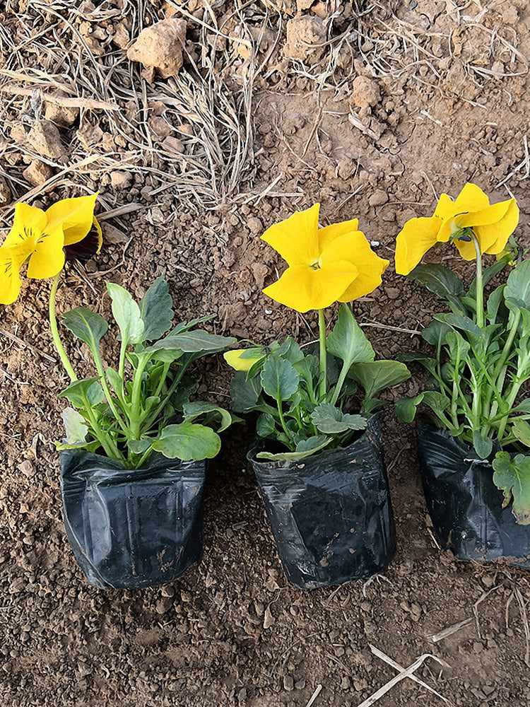 Super Bingo Series Yellow Pansy (Viola × wittrockiana)