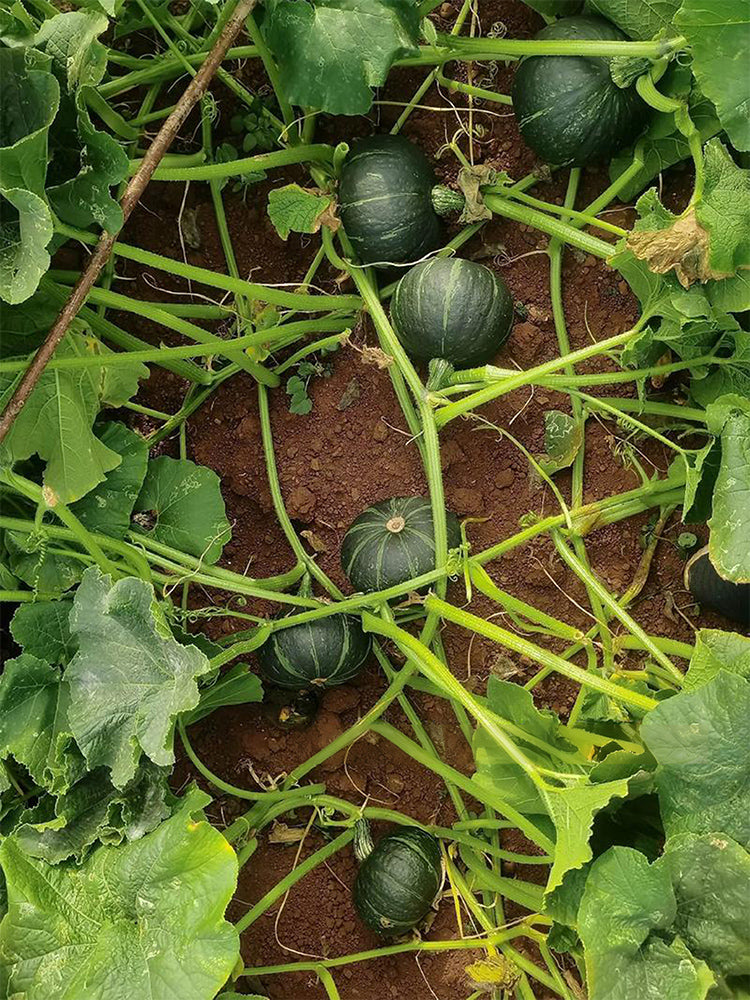 Sweet Chestnut No.2 Pumpkin