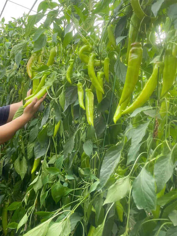 Ruila Spicy Goat's Horn Pepper
