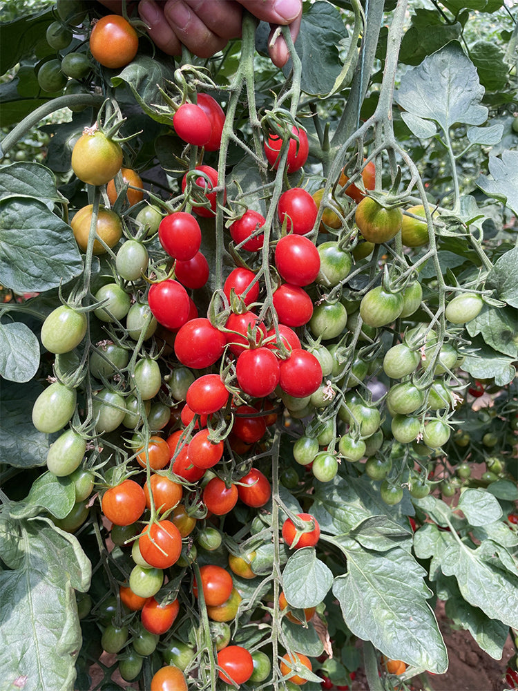 Hongcuili Cherry Tomato