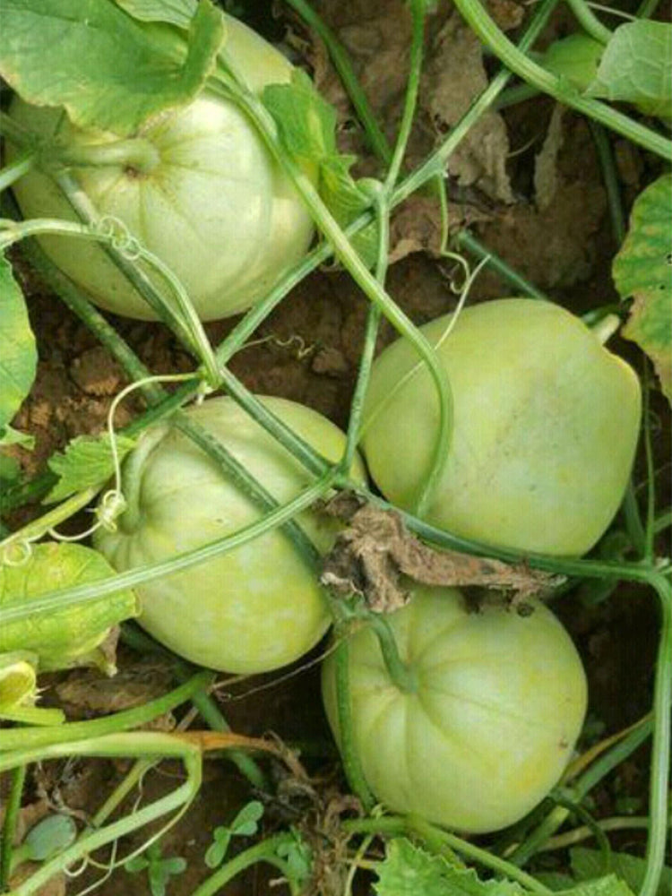 Japanese Sweet Treasure Melons