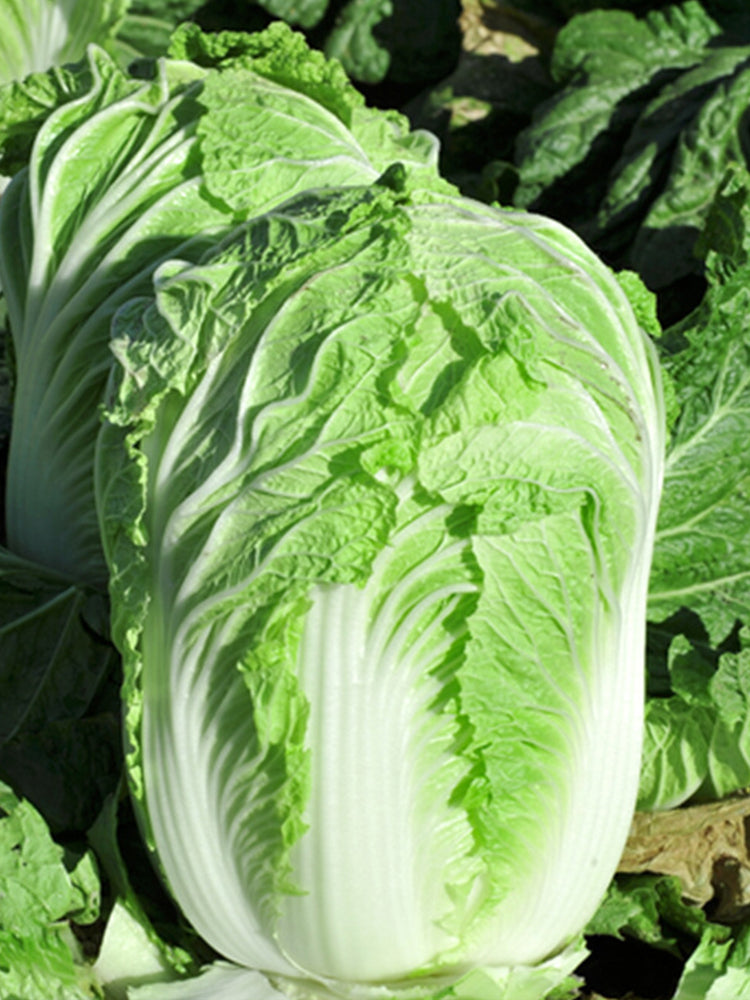 Improved Qingza No.3 Chinese Cabbage