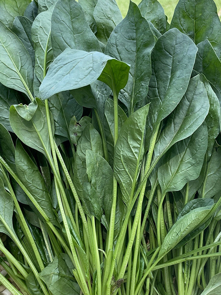 Four Seasons Spinach