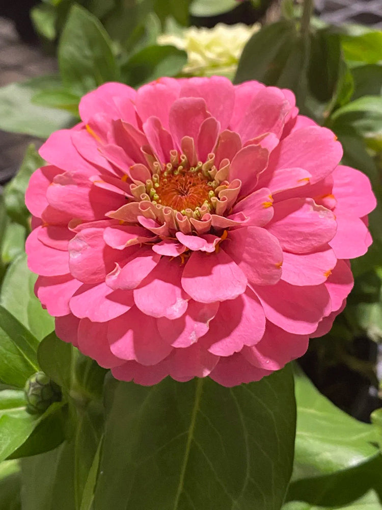 Pink Garden Zinnia