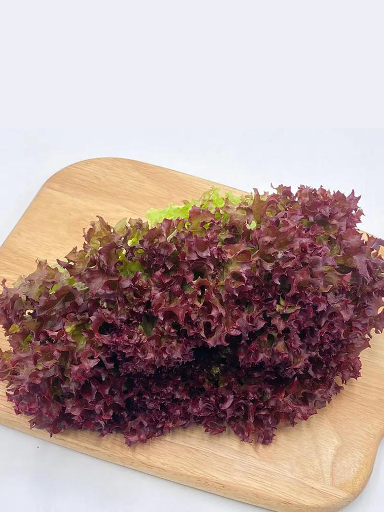 Purple Rosa Lettuce