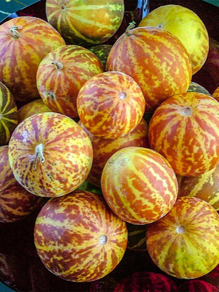 Tigger Melon (Cucumis melo)