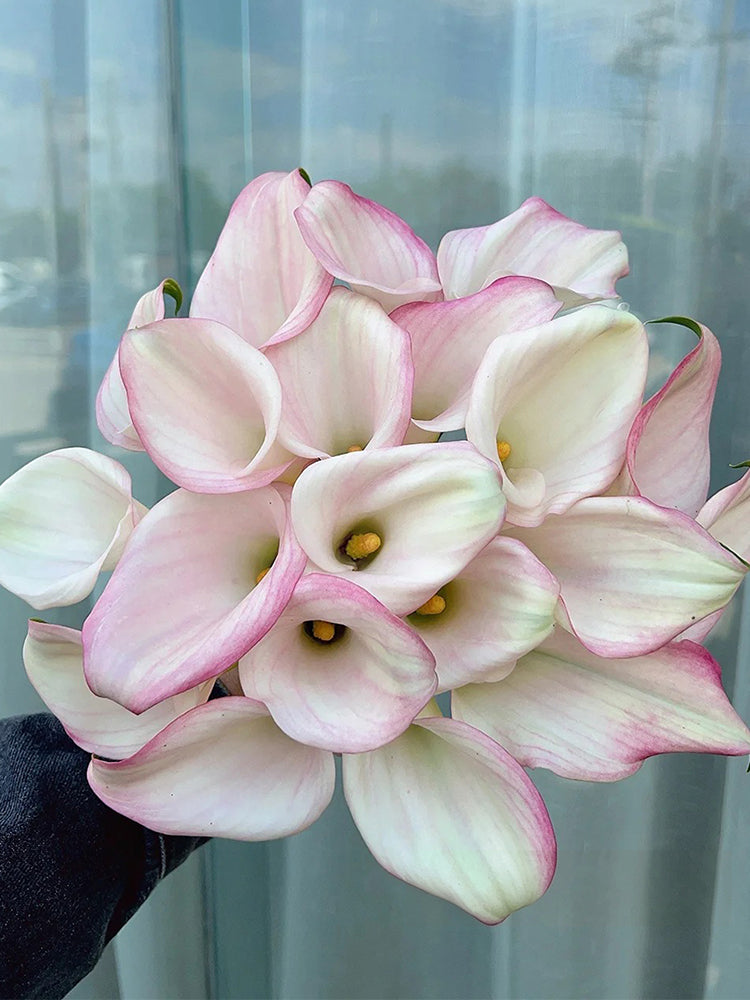 'Sweet Art' Calla Lily