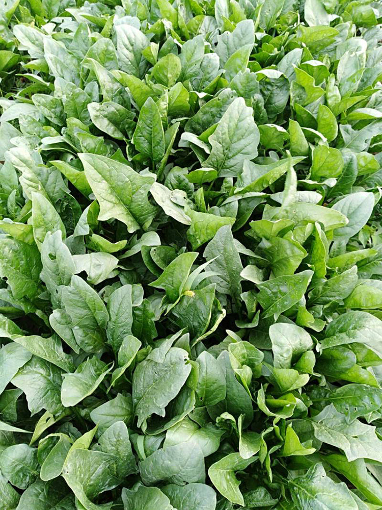 'Heat-Tolerant King' Spinach