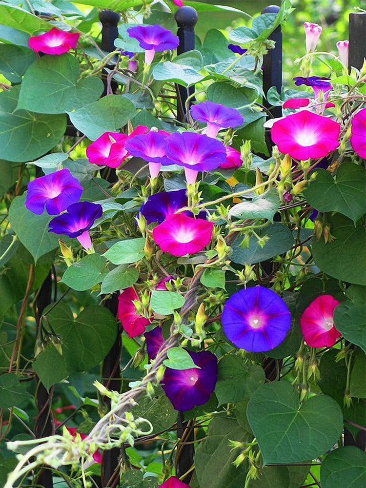 Mixed Color Morning Glory