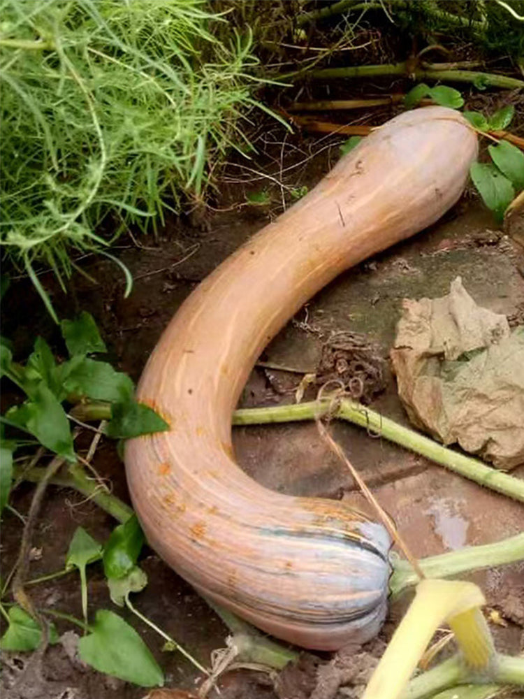 Golden Hook Pumpkin