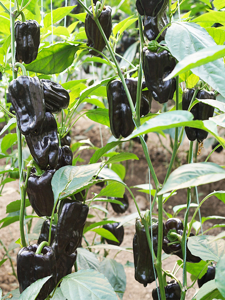 Purple Jiangsu Pepper