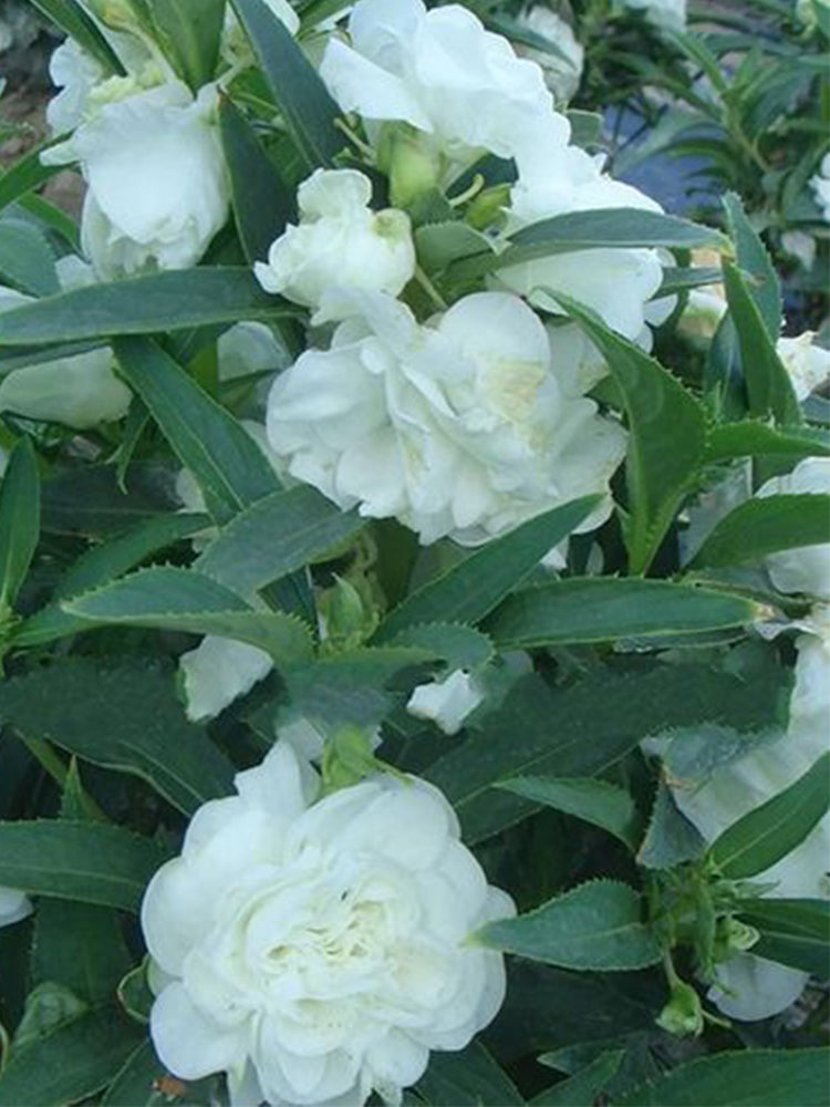 White Garden Balsam Double Flowers (Impatiens balsamena.L)