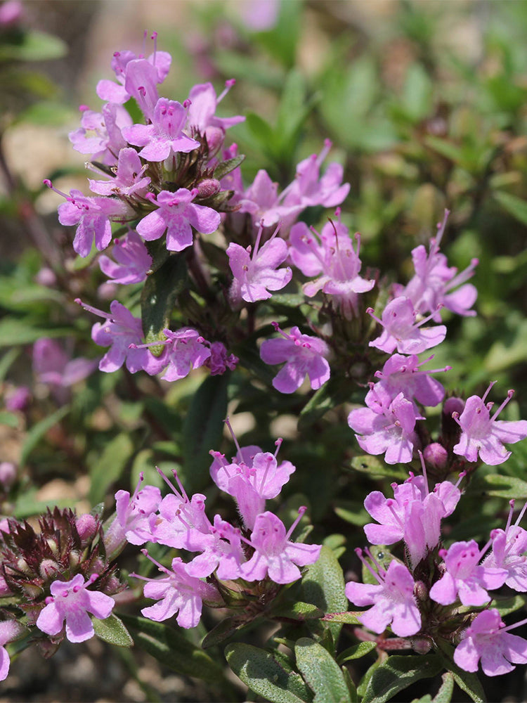 Mongolian Thyme (Thymus mongolicus)