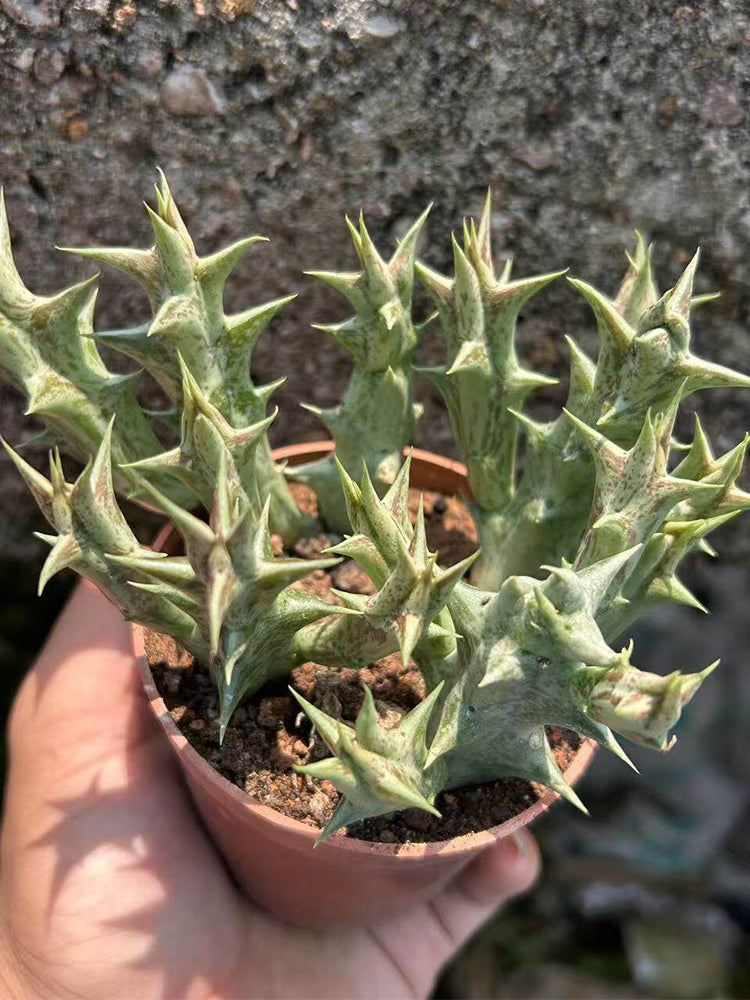 Caralluma hesperidum