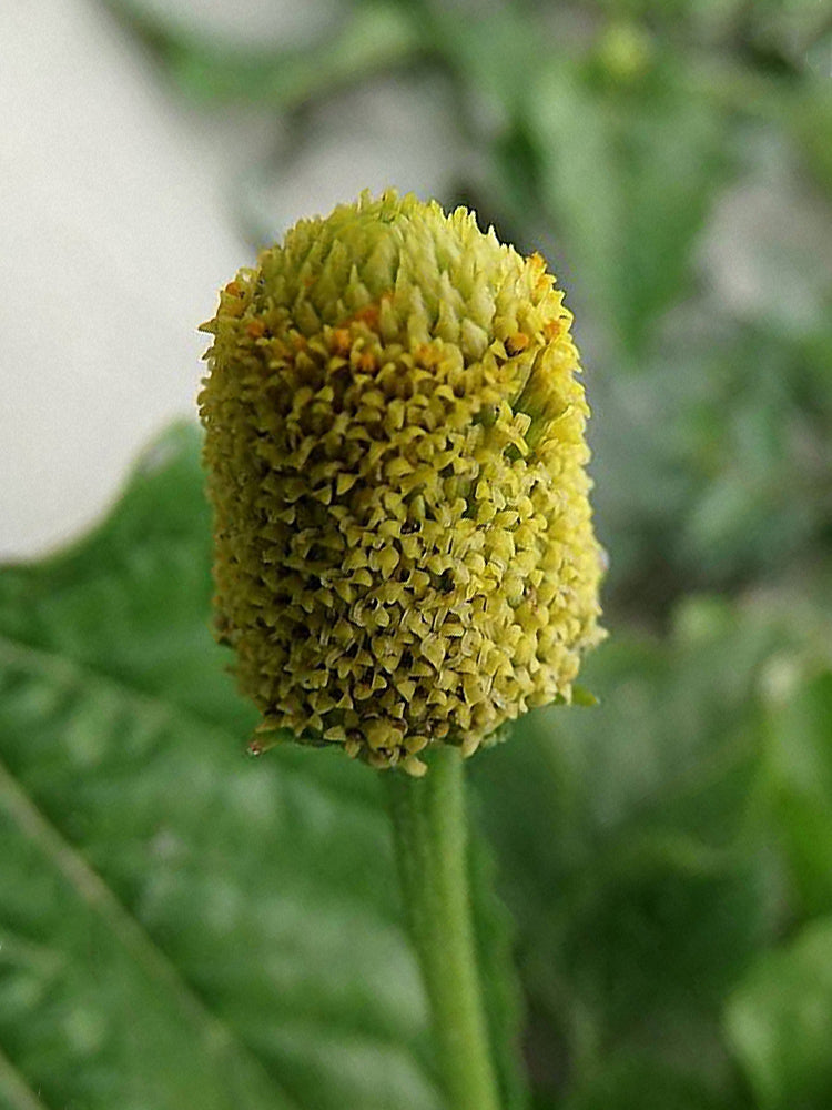 Toothache Plant (Acmella oleracea)