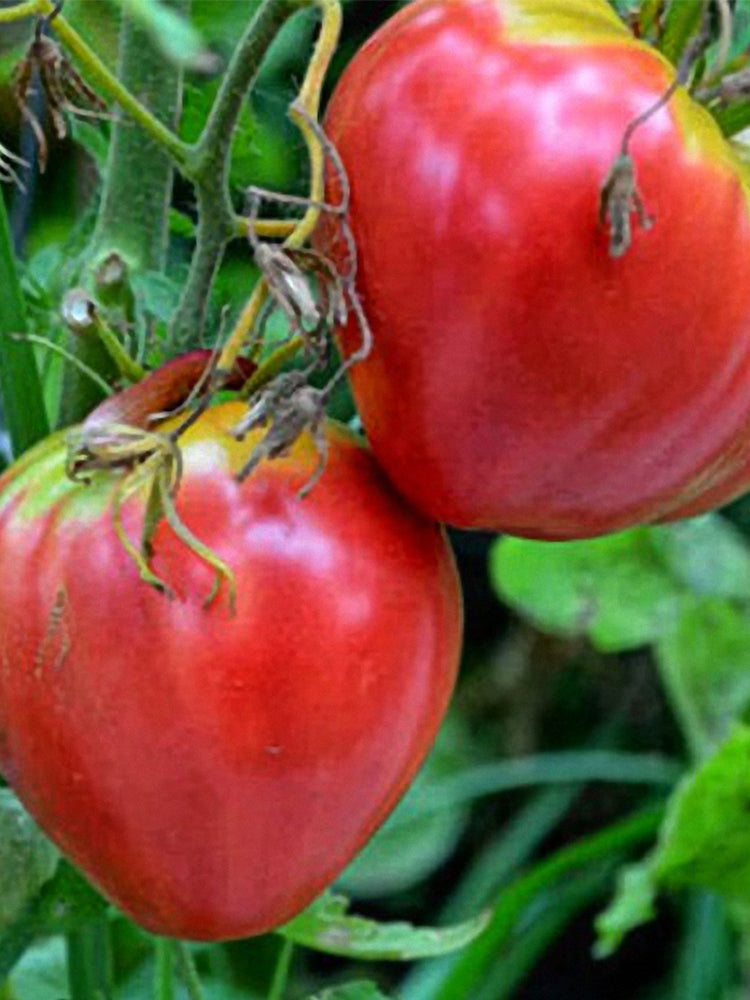 Russian Pink Oxheart Tomatoes