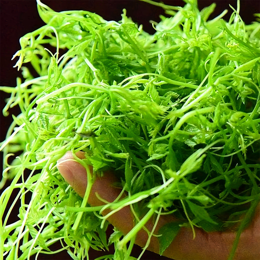 Bellfarm® Gynostemma pentaphyllum Seeds