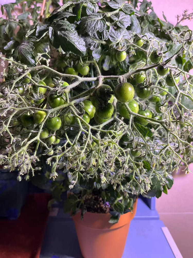 'Mini Shadow Stripe' Tomato