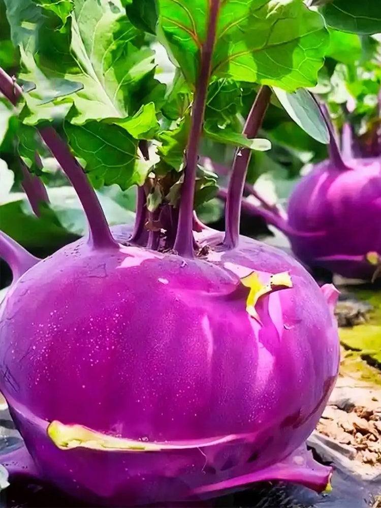 Jinchuan Purple Crown Kohlrabi